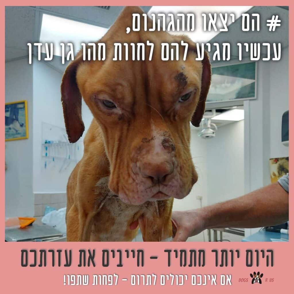 כלב חום בפינת טיפול.